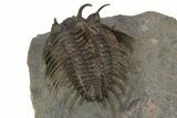 Top Quality Spiny Comura Trilobite - Ofaten, Morocco #243843-4